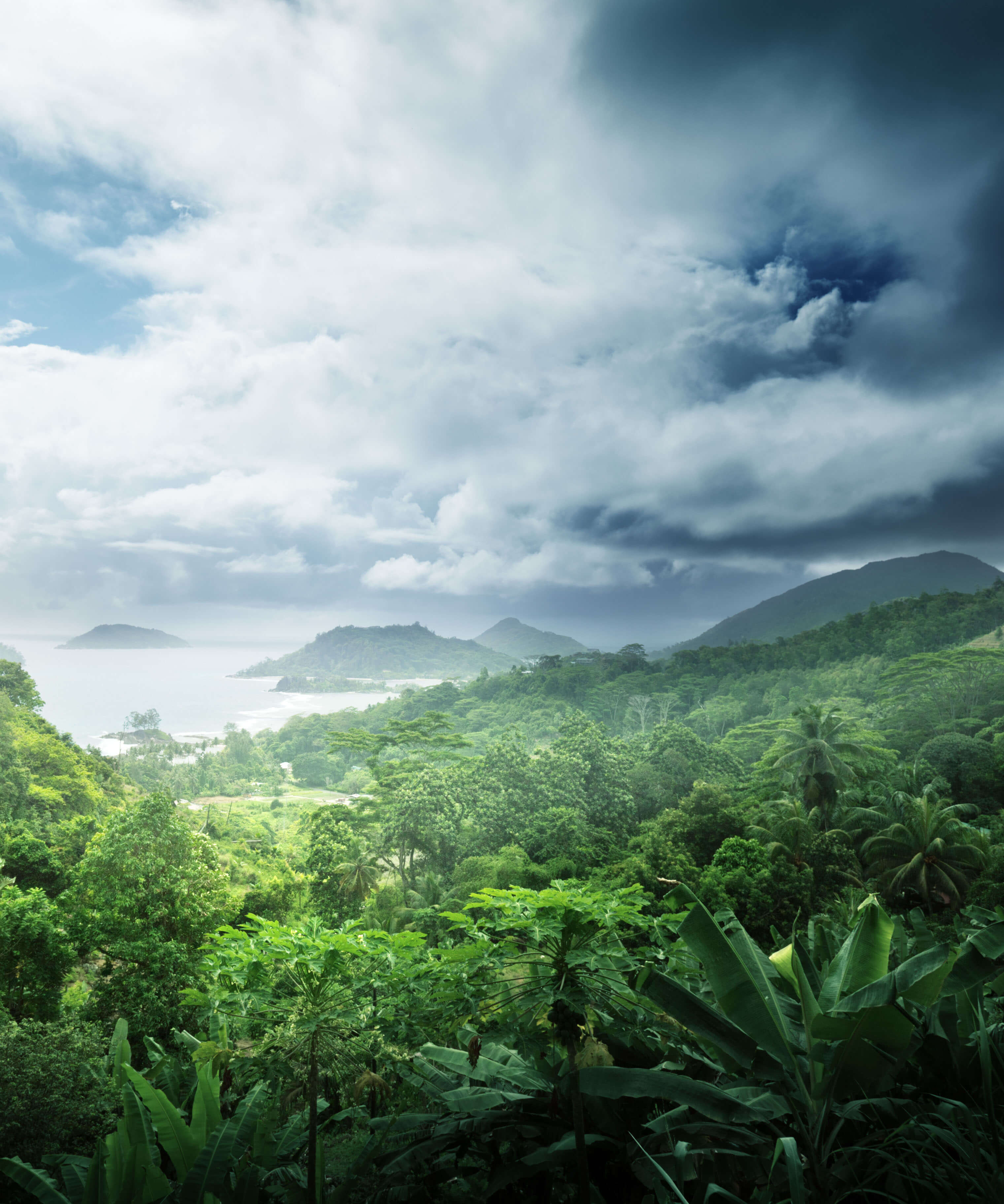 Rainforest Rescue Working to preserve the earth�s