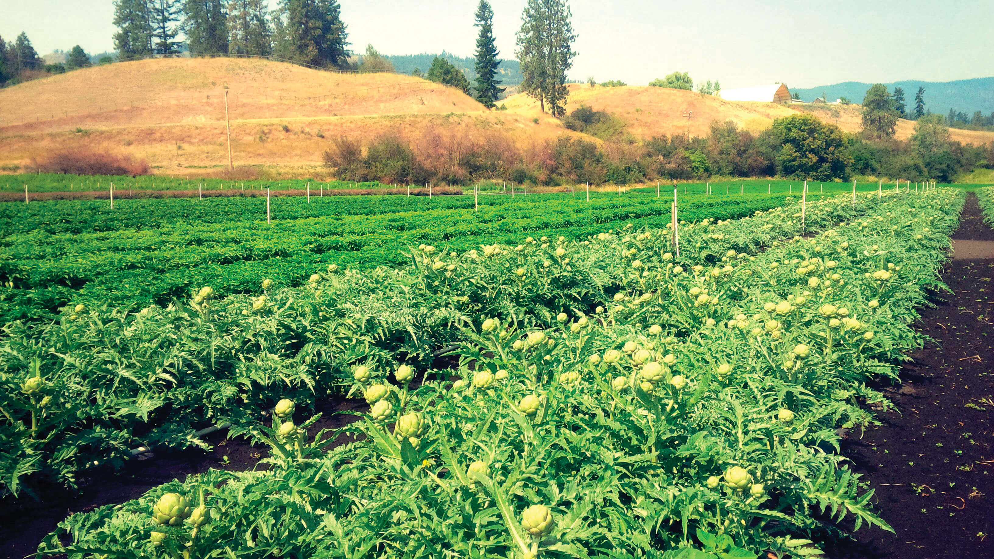 Artichoke and Kale - Natural Factors