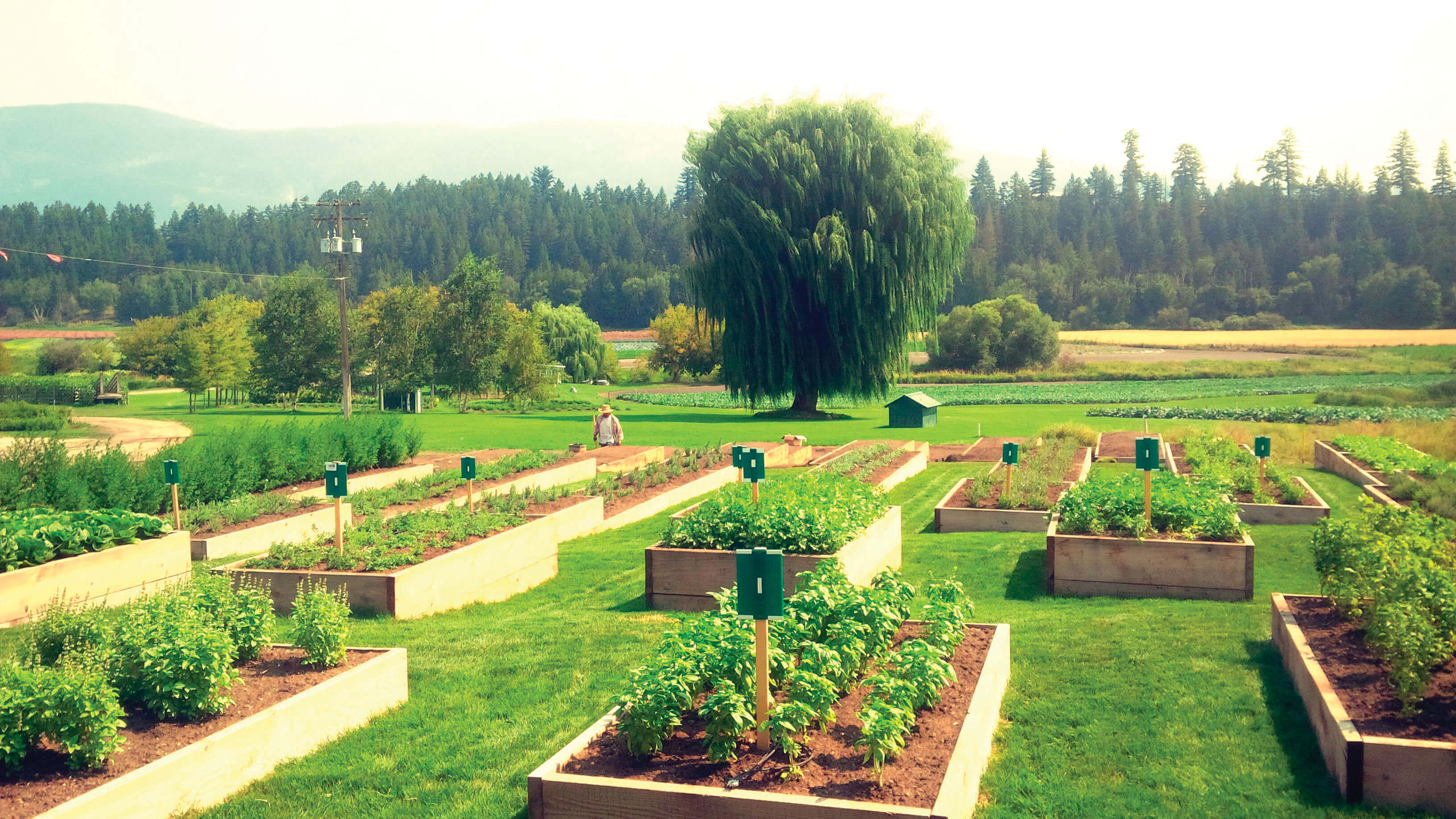 Herb planters at Factors Farms