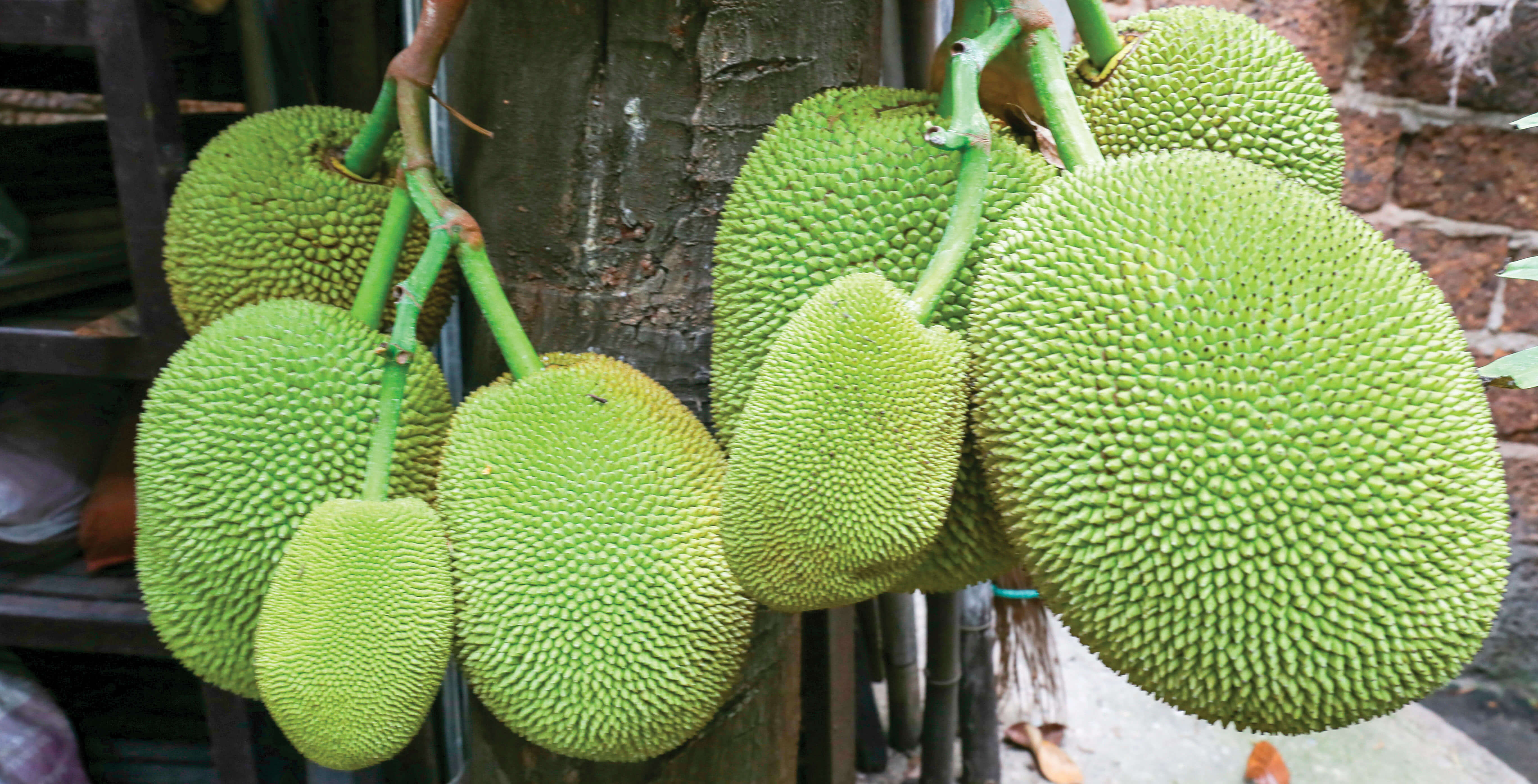 Jackfruit_shutterstock_529812829_CMYK