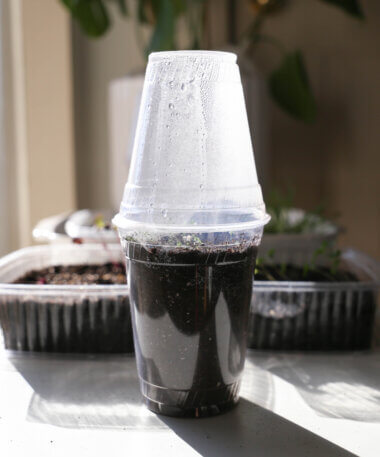 Upcycled Packaging Craft: Grow Your Own Microgreens