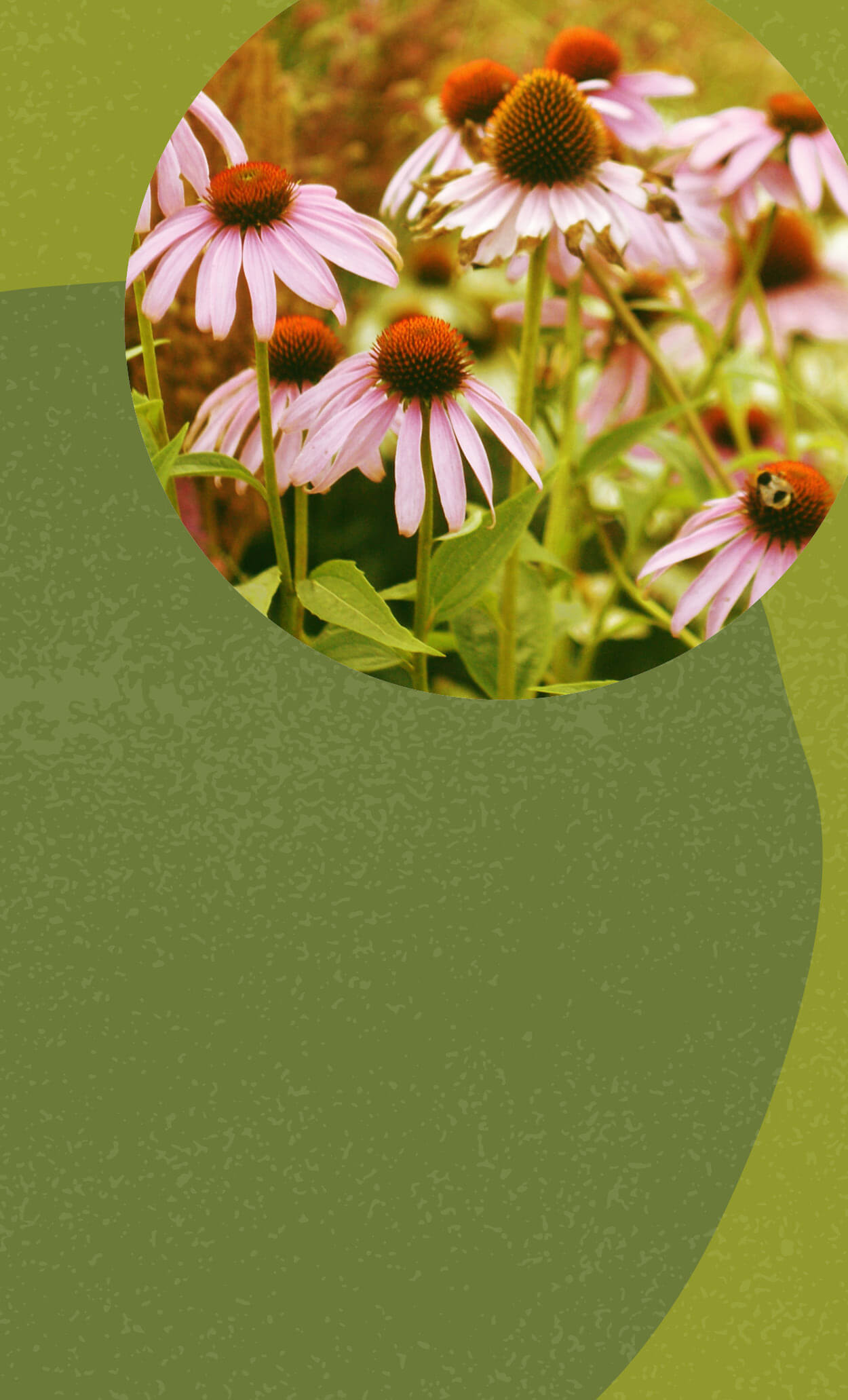 Let's Talk: Plant Medicine