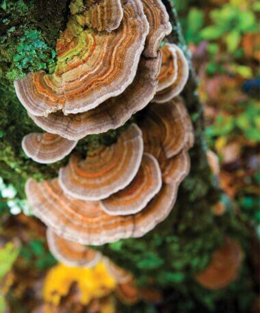 Mushroom Allies for Grounded Vitality