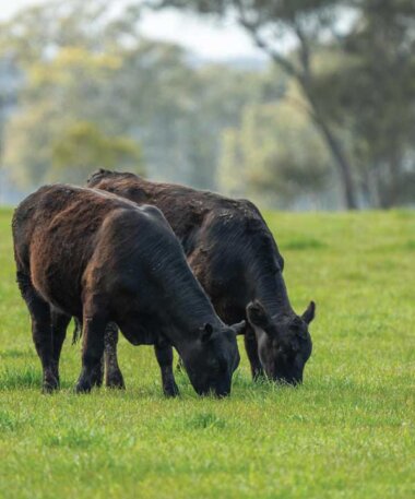 Meet the Farmer: Prairie Ranchers