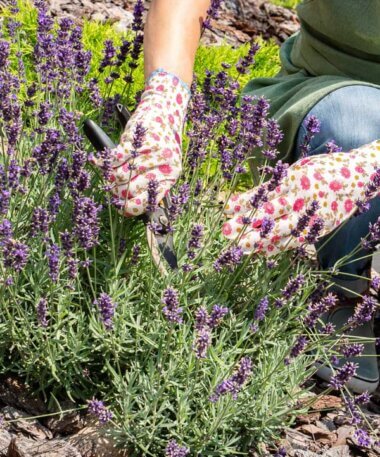 Top Medicinal Plants for Your Western Canadian Garden