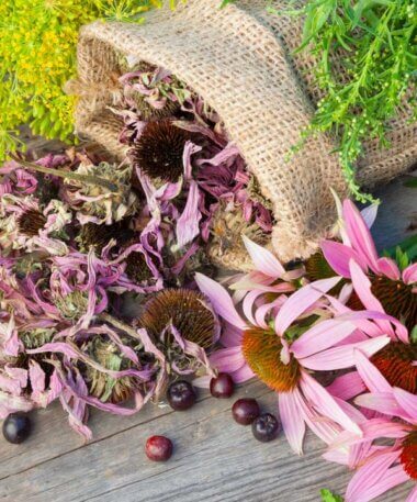 Harvesting the Healing Power of Medicinal Plants
